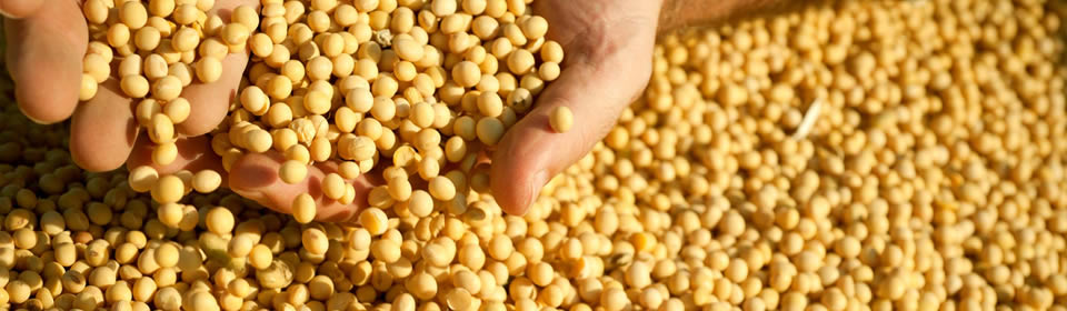 Soja